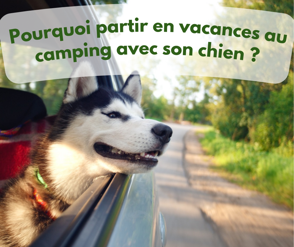 Voyager avec son chien dans le Marais Poitevin ! 